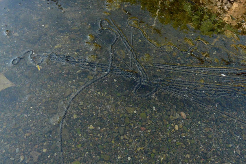 Rio Salivoli (Piombino) - rospi smeraldini in citt!